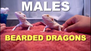 Do 2 Male Bearded Dragons Always Fight ?