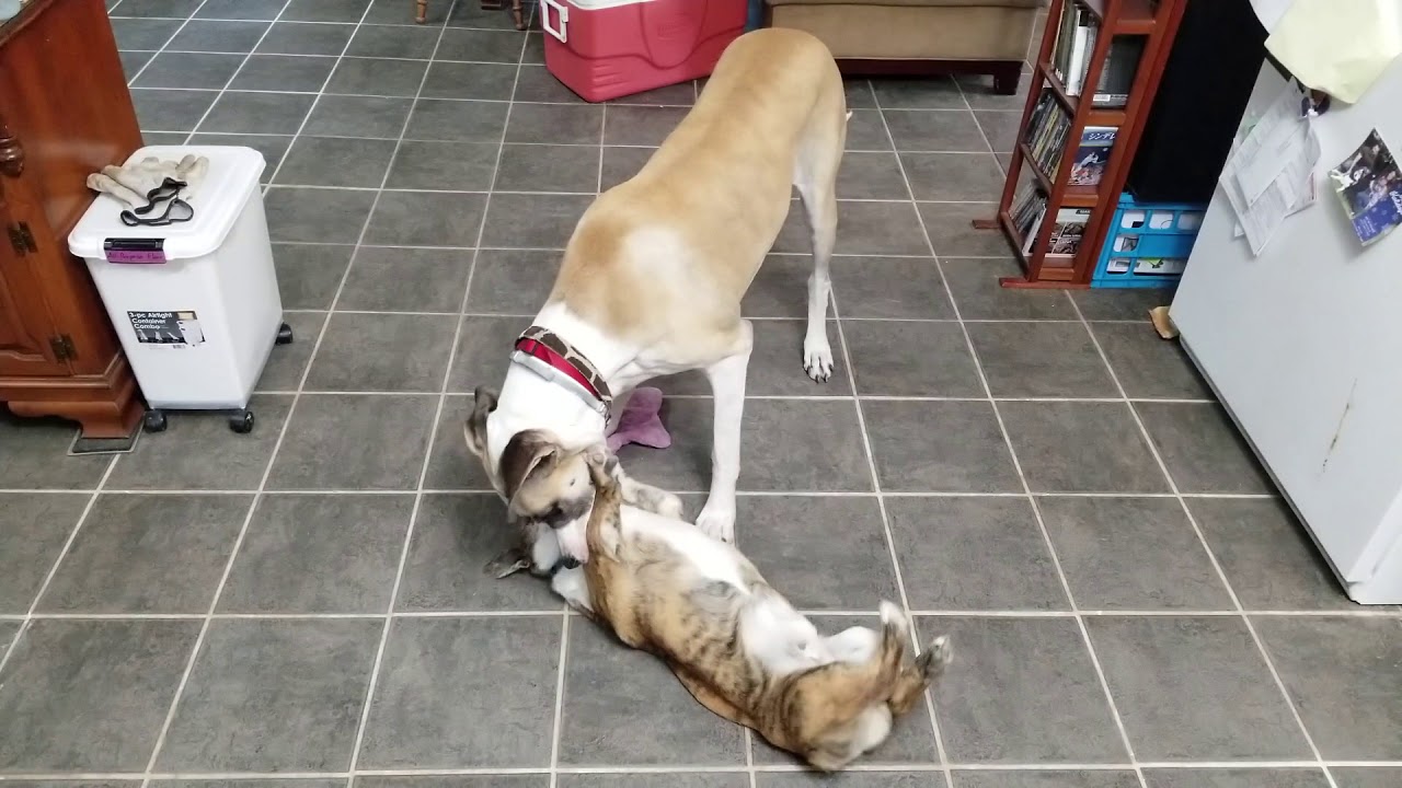 great dane corgi www