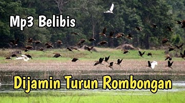 SUARA PIKAT BURUNG BELIBIS PALING AMPUH TERBARU