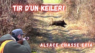 Battue aux sangliers: tir d'un Keiler! Druckjagd auf Wildschwein -Amasing Wild Boar Hunting