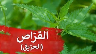 جذور نبات القرّاص مضاد قوي للالتهابات