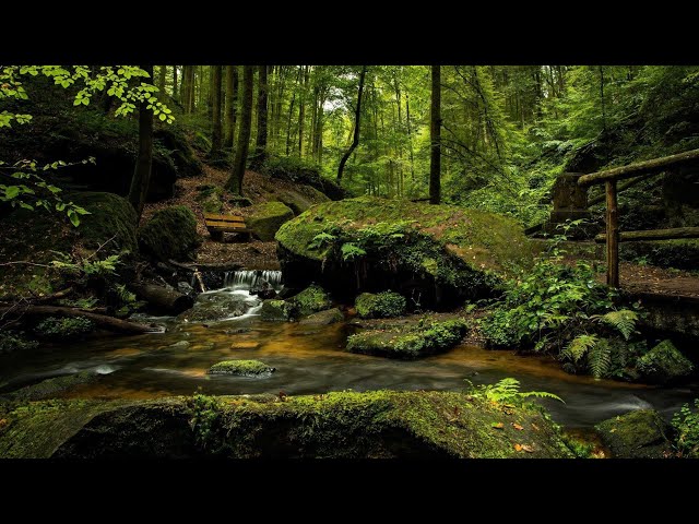 RELAXING MUSIC- NATURE SOUNDS #RELAX #MEDITATE #NATURE #NATURESOUNDS #YOGA #SLEEP #STUDY #FOREST class=