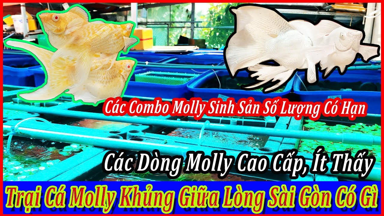Trại molly khủng giữa lòng sài gòn, các combo molly ưu đãi cuối cùng |DLB Vlog