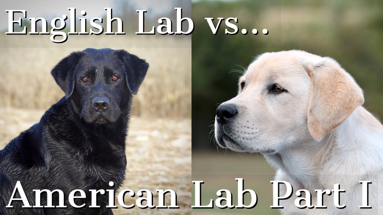 are labs good family dogs