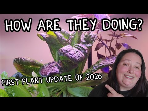 HAVE THEY EVEN GROWN? | First Plant Update Of 2026!