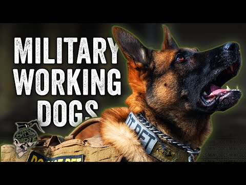 Video: 11 darbo šunys, kurie eina aukščiau ir virš pareigų skambučio