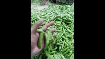 17-03-2024, Fresh Green Peas 🫛🫛 Ready for Export from IMRAN TRADERS Shujabad Multan Pakistan