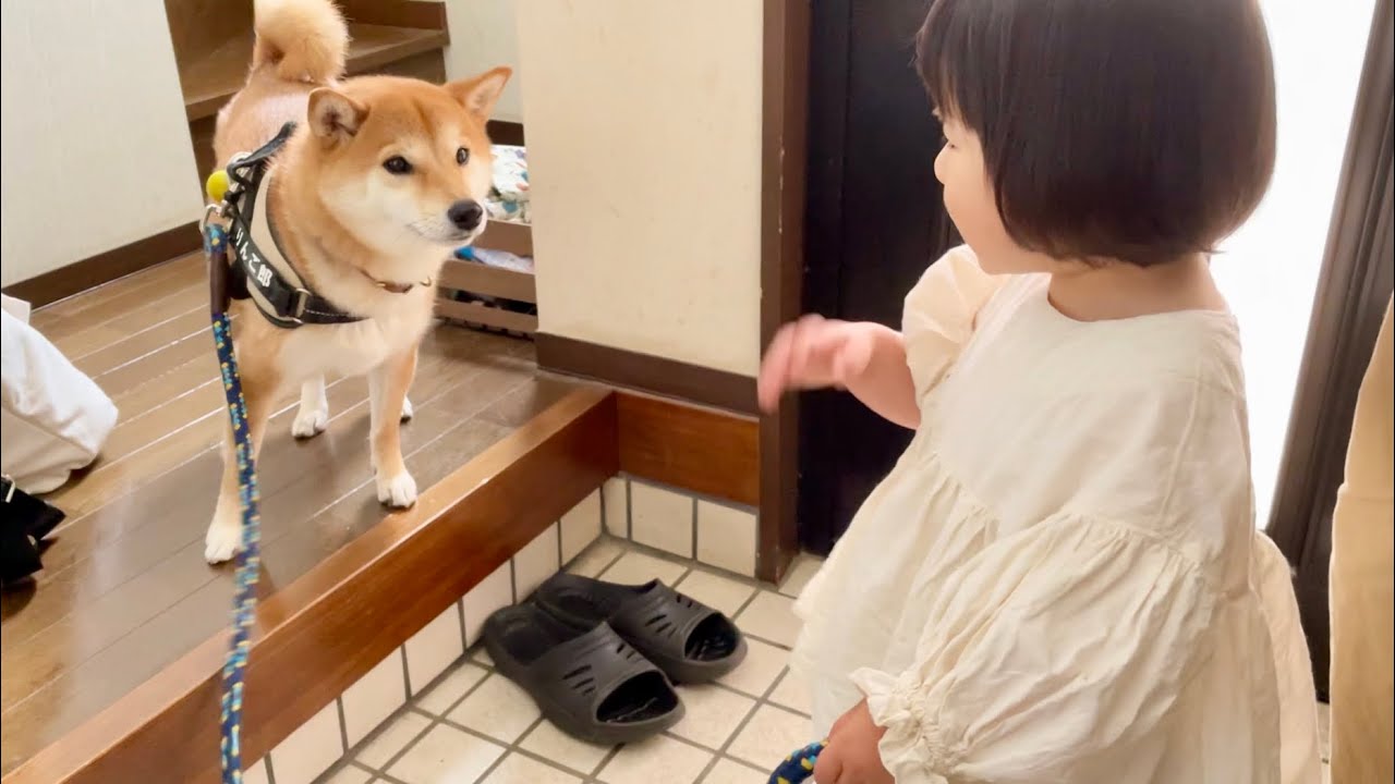 柴犬と暮らす2歳娘の運動能力が開花してきた Youtube 柴犬と暮らす2歳娘の運動能力が開花してきた Youtube