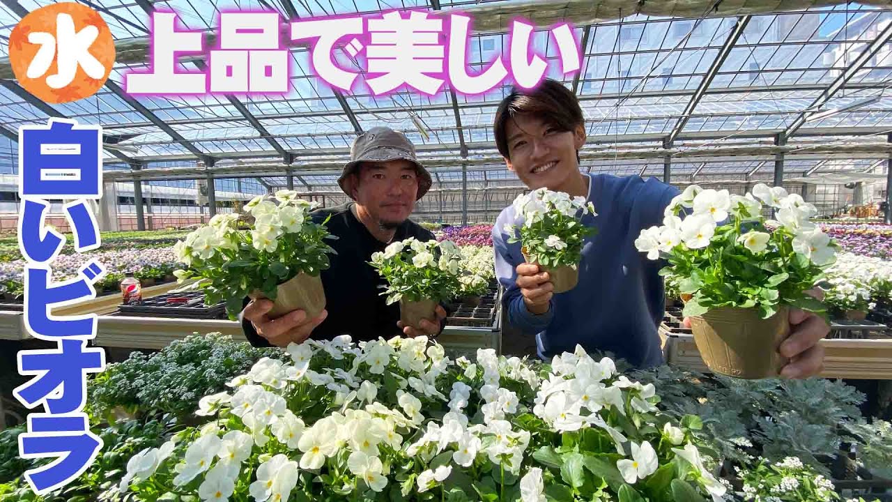 辻川園芸】白いビオラが万能！シルバーリーフと組み合わせて - YouTube