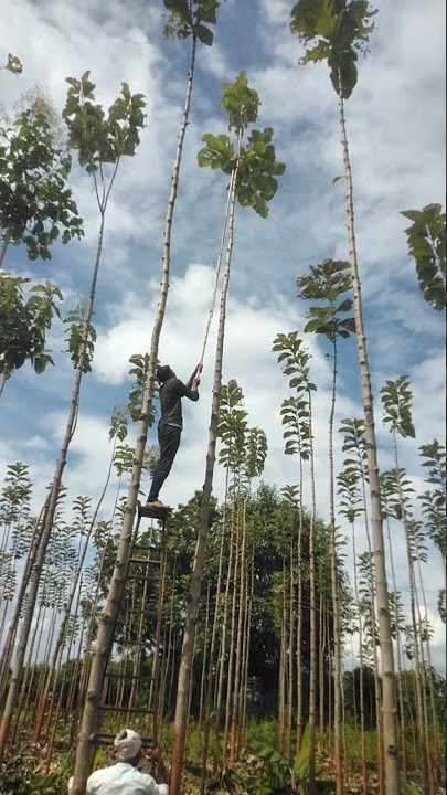 Pruning of teak trees