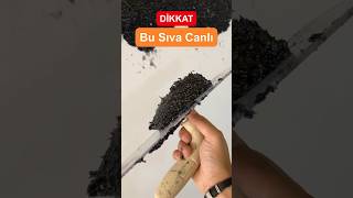 Dikkat bu sıva canlı - İpek sıva canlı sıva nasıl uygulanır - #decoration - #sorts #tiktok #tip