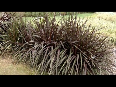 Wideo: Prairie Junegrass Informacje - Dowiedz się więcej o junowej trawie w krajobrazach