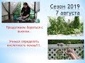 Продолжаем бороться с вьюном  Учимся определять кислотность почвы!!!