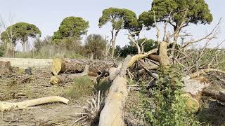 Agonía pinos centenarios de Churra (Murcia) agosto 2025 - Huermur