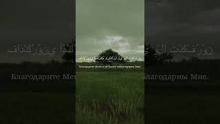 Али Умаров - Аль-Бакара | Корова 152-153 аяты #quran #quranforsleeping #коран