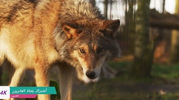 العابرون. القاريء هشام الهراز سورة المدثر فيديوهات طيبعه بجودة 4K