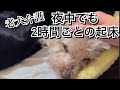 疲労限界老犬介護。生まれたての赤ちゃんと同じ…【激怒症候群トイプードル】