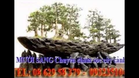 :0932351048.]] Chăm sóc cây xanh, sân vườn quận 12.tphcm