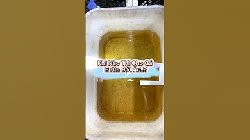 Khi Nào Thì Cho Cá Betta Bột Ăn!!? | #datbetta #cabetta #bettafish #betta #cabettadep