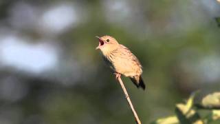Download Lagu Träsksångare, Lanceolated Warbler, Locustella lanceolata MP3