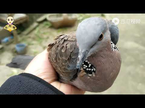 游荡两天的野鸽子终于回到了鸽舍，身上带着伤，不知道经历了什么