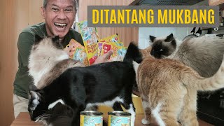 Makanan Kucing SuperCat | 5 Kucing Makan Sepuasnya