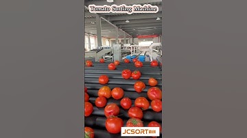 Tomato Weight Sorting Grading Machine #tomato #tomato_grader #tomato_sorting_machine