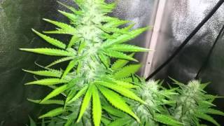 Aos x gsc week 4 of flower