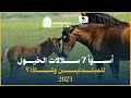 أسوأ 7 سلالات الخيول للمبتدئين ولماذا 2023 أسوأ 7 سلالات الخيول للمبتدئين ولماذا 2023