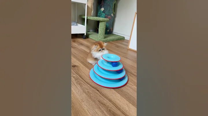 Watch the video about Fluffy British Longhair golden kitten 🐾✨ Playful, sweet, and simply adorable! 🏡💛