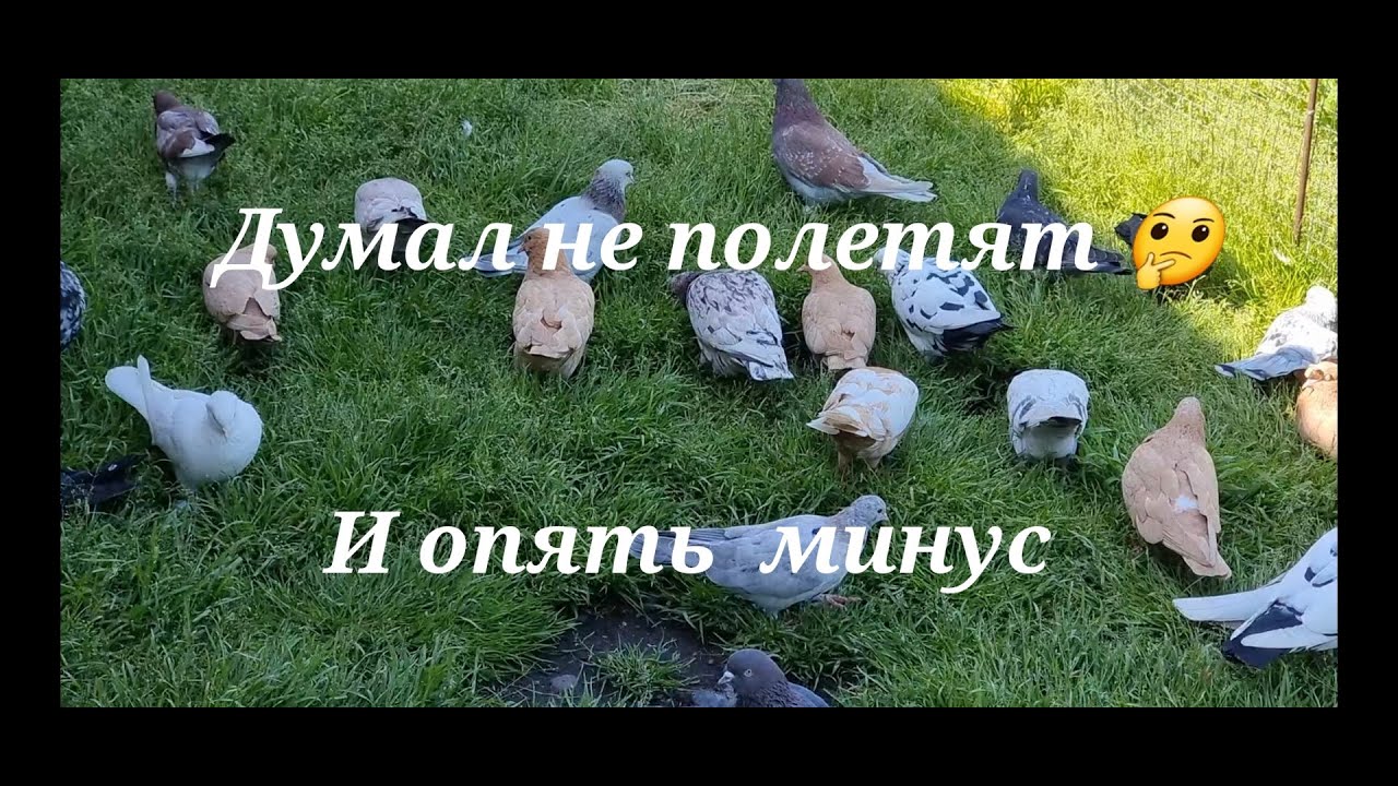 Минусы голубей