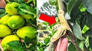 Why & How To: Thinning Fruit | Correcting Broken Branches | Tree Seal - Paste