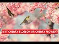 Cherry Blosson - Spring Music - IS IT CHERRY BLOSSON OR CHERRY FLOWER?