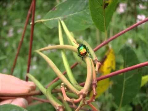 video phone beyonce mp3 Brief Meetings: Dogbane, Fleabane, Ironweed? and Dogbane Leaf Beetle ** dedicated to my Dad