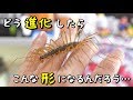 奇蟲「オオゲジ」の飼育部屋をセッティング！！