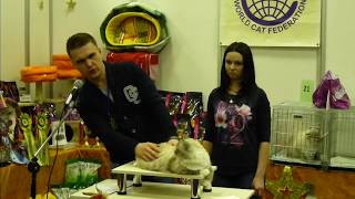 WCF выставка Сибирских кошек. WCF выставка Сибирских кошек.