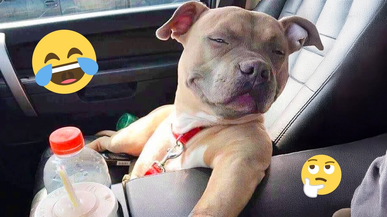 Смешная подборка видео с собаками – Лучшие видео с собаками 2025 года 🐕🤣 #76