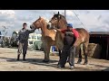Caii lui Ionut de la Sacadat, Bihor - 2024 Nou!!!