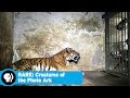 Joel Sartore's Photography and Conservation
