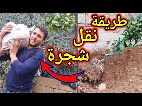 فيديو: زرع هولي بوش: معلومات عن نقل شجيرات هولي