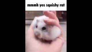 mmmh yes squishy rat