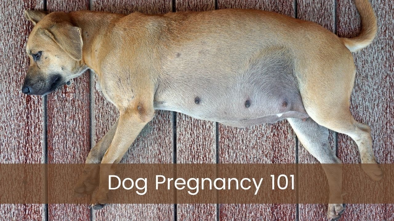 1280px x 720px - Dog Pregnancy - How to Keep Your Pregnant Dog Healthy | The Waggin' Train  Veterinary Clinic