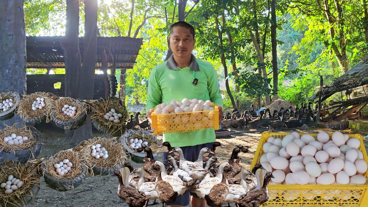 ทำจากเล็กไปใหญ่เลี้ยงเป็ดไข่สร้างรายได้เสริม!!มีรายได้ทุกเช้าทุกวันเลี้ยงเป็ดไข่มีเท่าไหร่ก็ไม่พอขาย