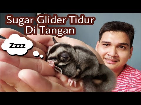 Video: Tidur Di Tangan