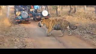 Panna Tiger Reserve Male Tiger P 243 #viralvideo #subscribe #cutecat #bgmi #ytshorts #youtube #tiger