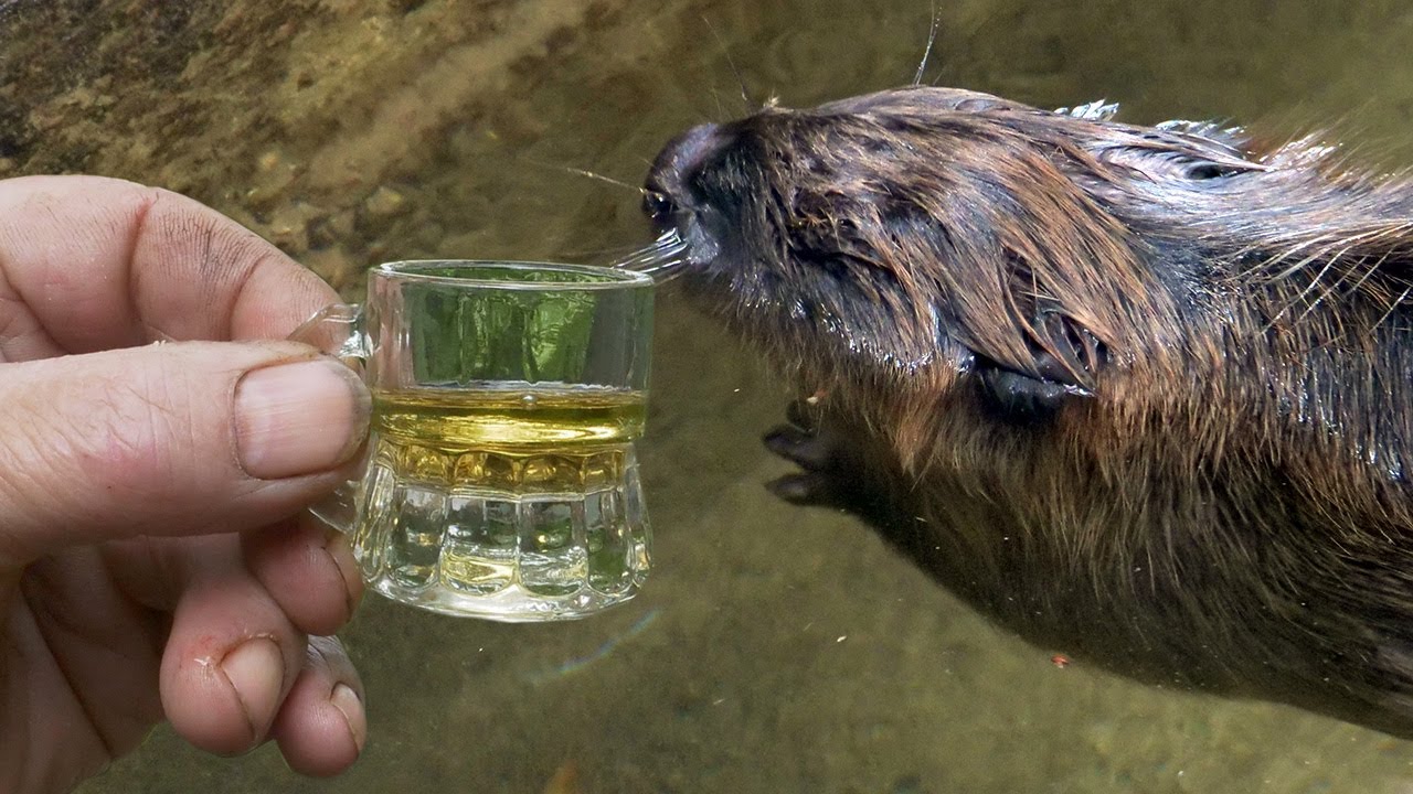 Čašicom rakije dabra vratio u život