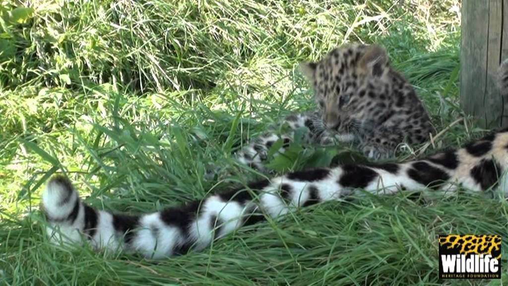 cute cats for sale WHF Amur Leopard Cubs 2012 - adorable at 8 weeks old
