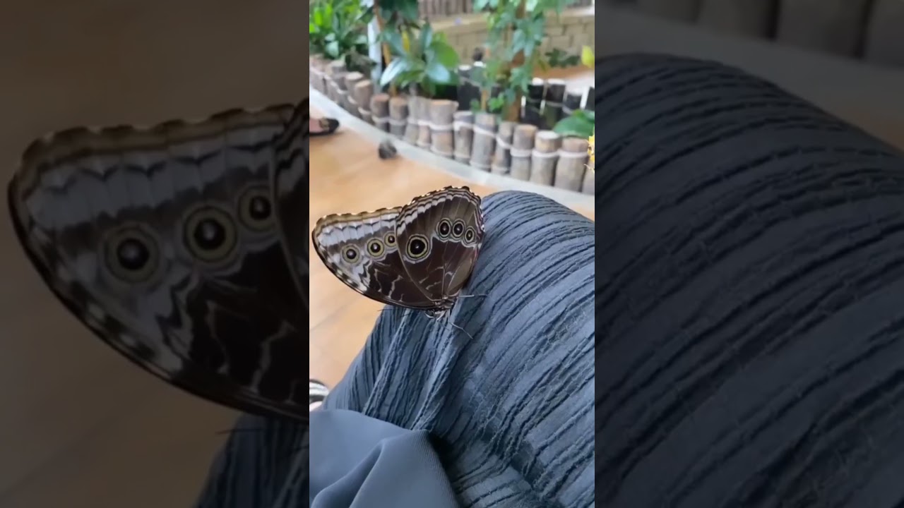 Colorful Butterflies in Indoor Garden 🦋🌸 | Butterfly Wings Explained | Outside The Screen