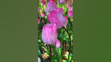 Most Beautiful Tulip Flowers #viral #flowers #shorts