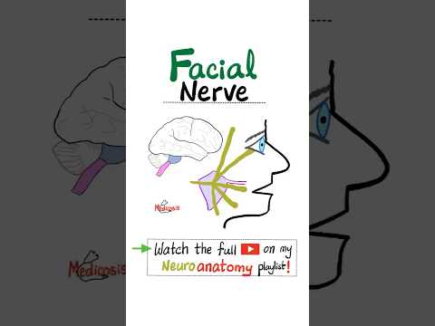 Facial Nerve -